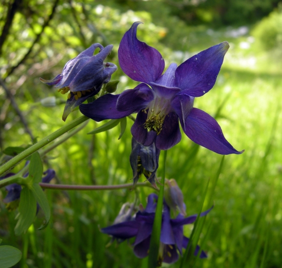 aquilegia vulgaris